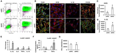 Macrophage Control of Incipient Bone Formation in Diabetic Mice